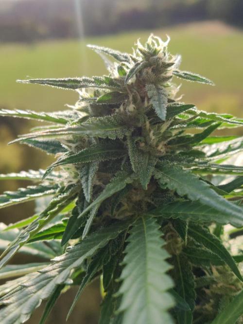 Durban Poison Autoflower. Week 8