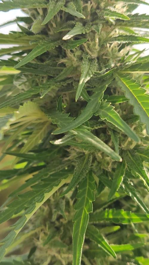 Durban Poison Autoflower