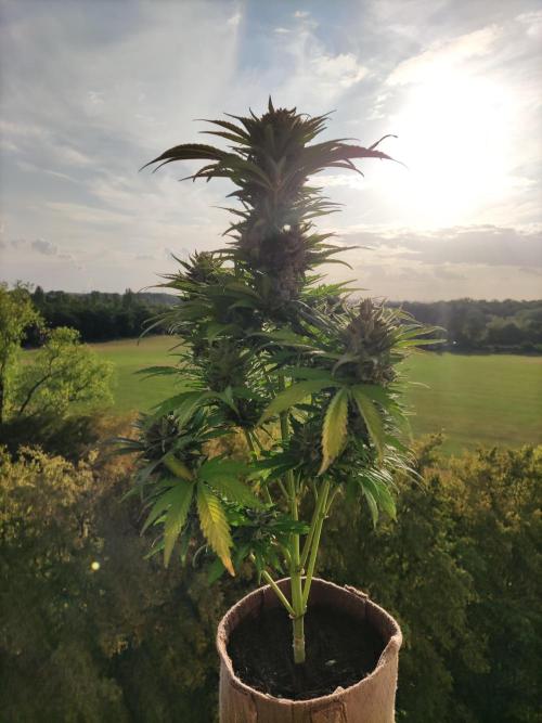 Auto Red Tropicana Cookies. Week 11 - Tag 77