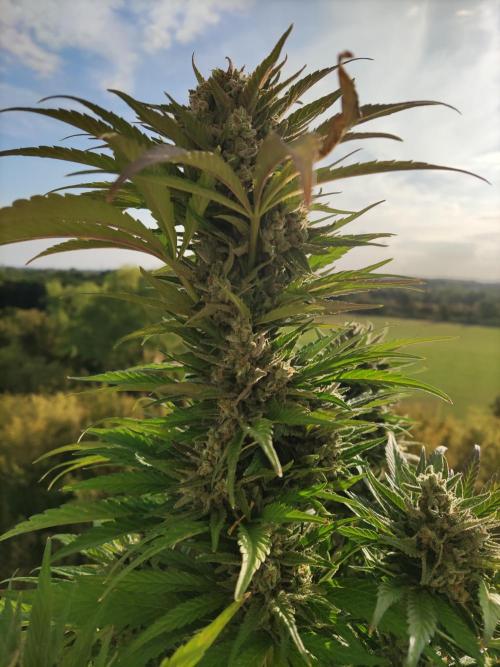 Auto Red Tropicana Cookies. Week 11