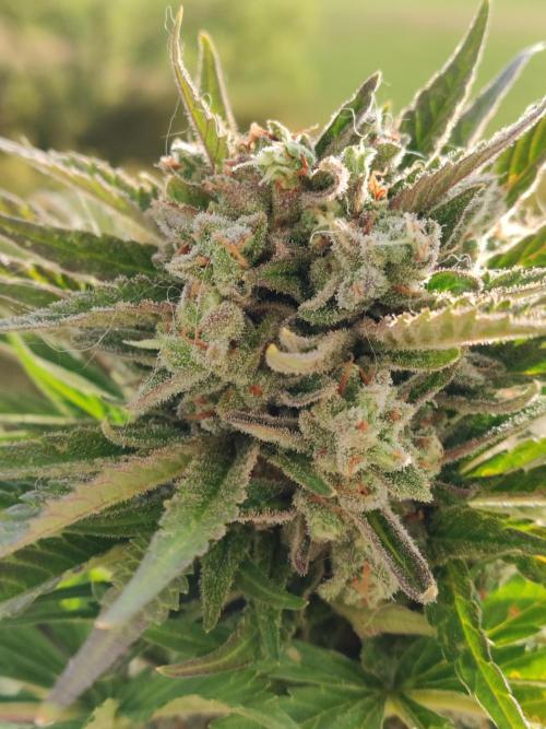 Auto Red Tropicana Cookies. Week 11