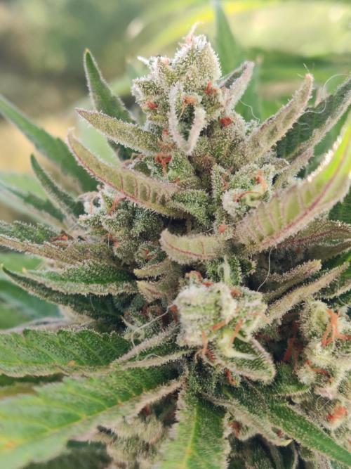 Auto Red Tropicana Cookies. Week 11