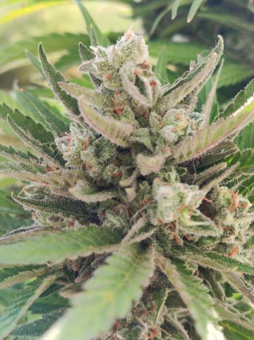 Auto Red Tropicana Cookies. Week 11