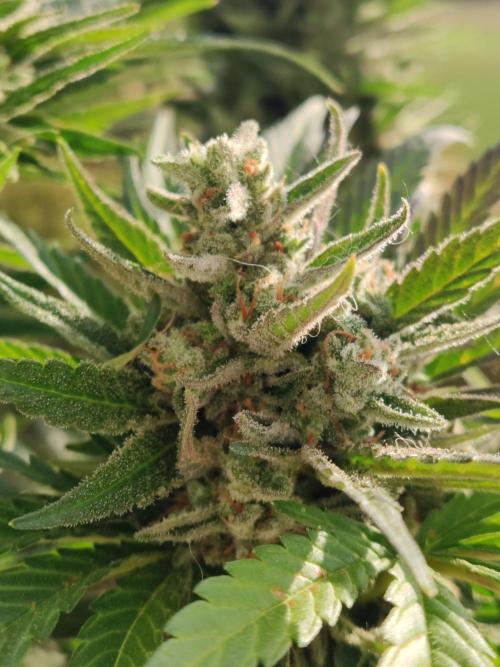 Auto Red Tropicana Cookies. Week 11
