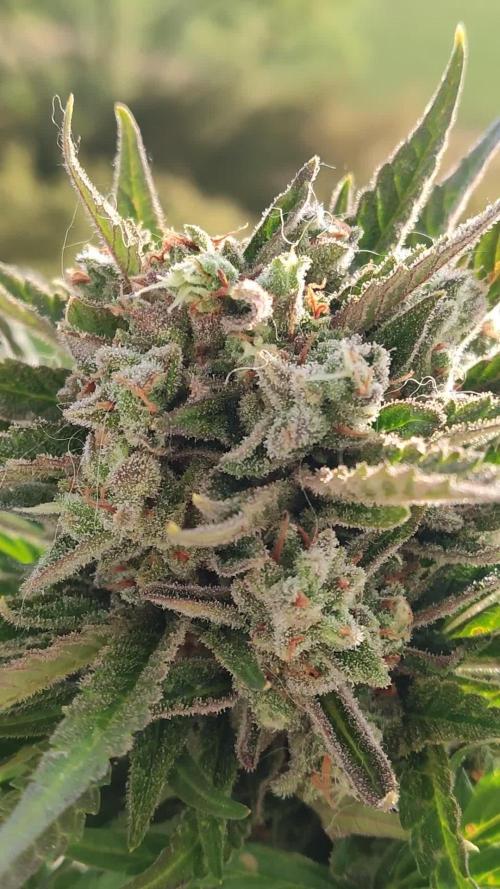Auto Red Tropicana Cookies