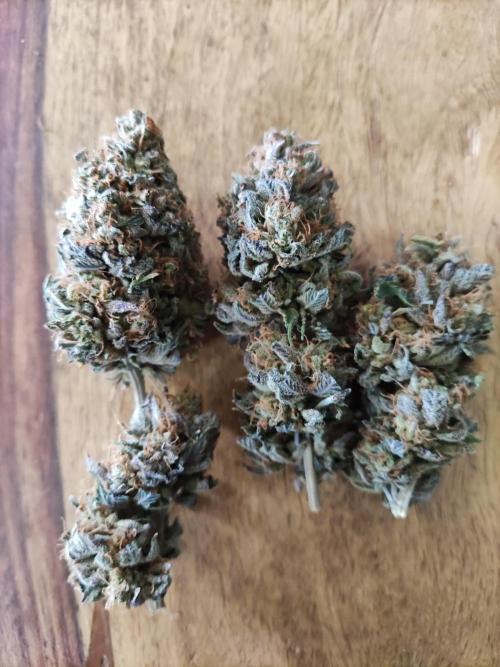 Big Bud. Week 23
