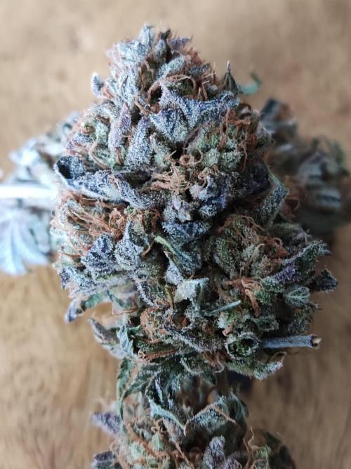 Big Bud. Week 23