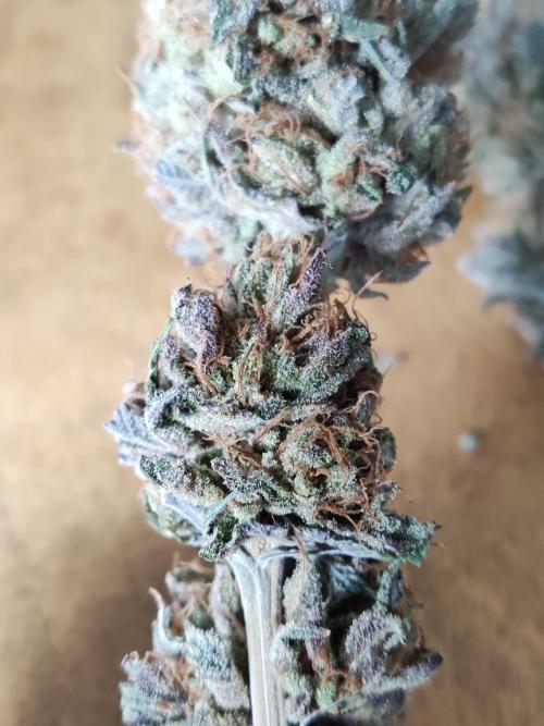 Big Bud. Week 23