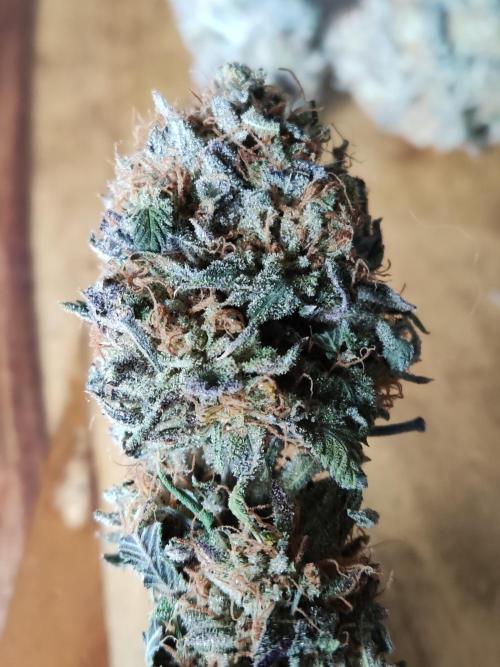 Big Bud. Week 23