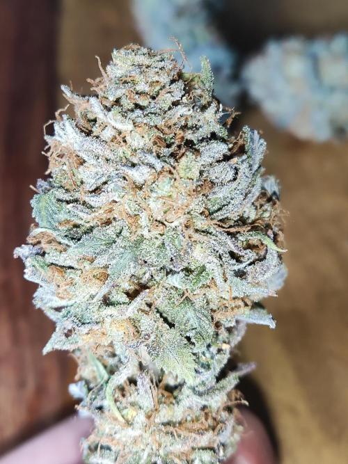 Big Bud. Week 23