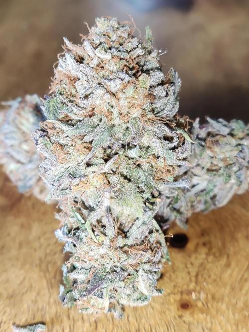 Big Bud Feminized. Week 23