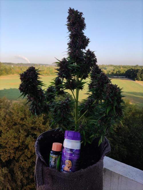 Auto Creeper. Week 12