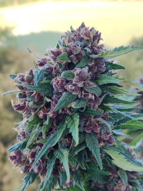 Auto Creeper. Week 12