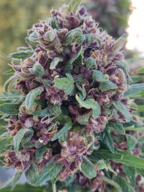 Auto Creeper. Week 12