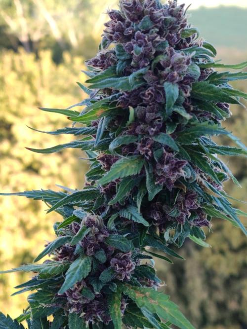Auto Creeper. Week 12