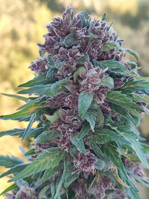 Auto Creeper. Week 12