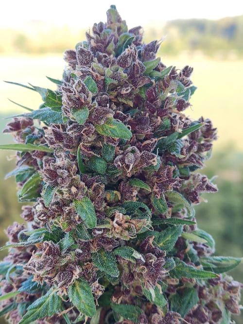 Auto Creeper. Week 12