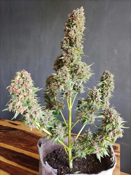 Auto Creeper. Week 12