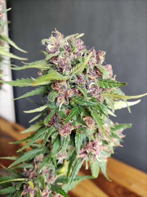 Auto Creeper. Week 12