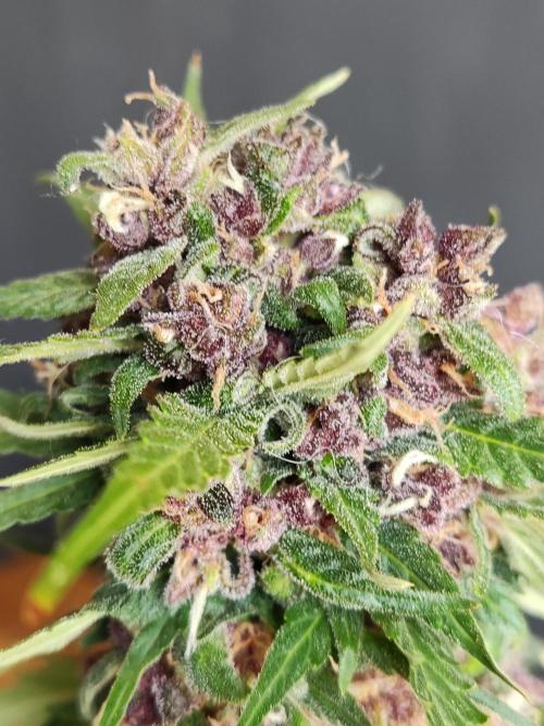 Auto Creeper. Week 12