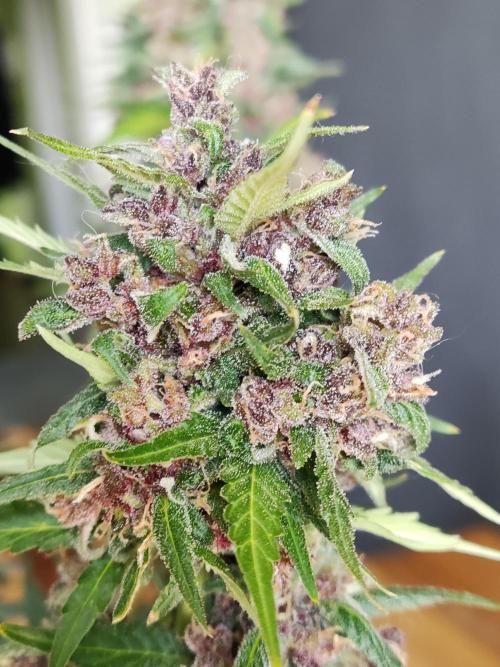 Auto Creeper. Week 12