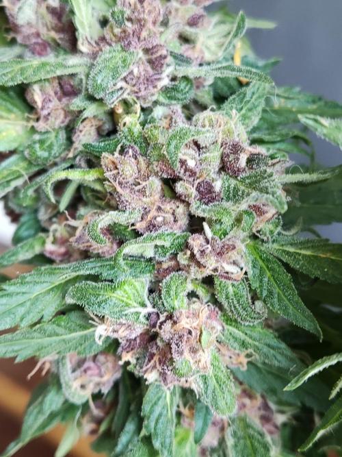 Auto Creeper. Week 12