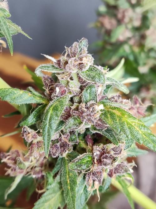 Auto Creeper. Week 12