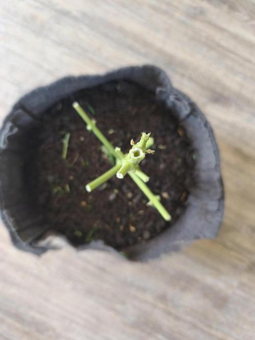 Auto Creeper. Week 12 - Ende 