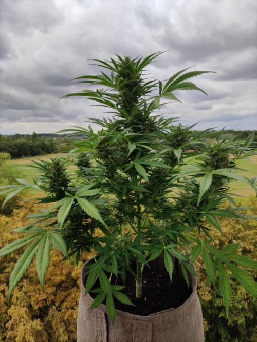 Ghost Train Haze Auto. Week 9 - Tag 63