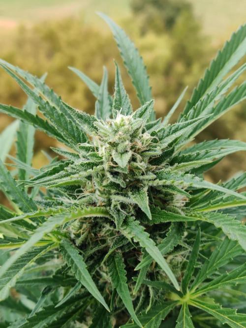 Ghost Train Haze Auto. Week 9