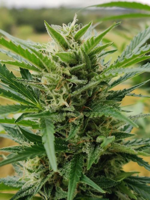 Ghost Train Haze Auto. Week 9