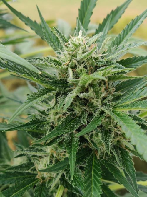 Ghost Train Haze Auto. Week 9