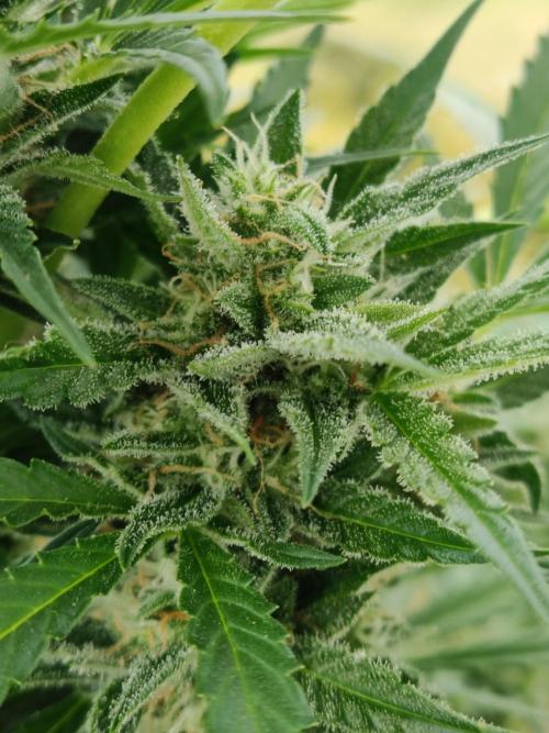 Ghost Train Haze Auto. Week 9