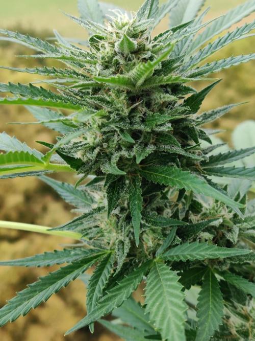 Ghost Train Haze Auto. Week 9