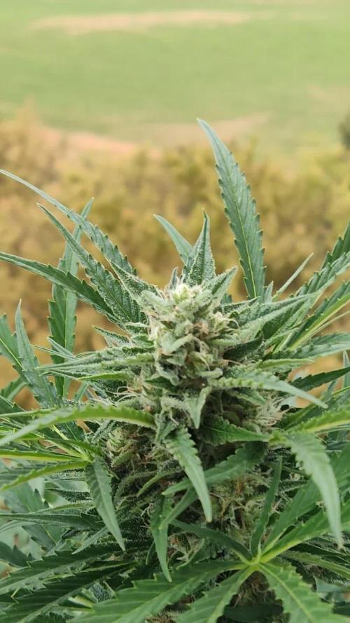 Ghost Train Haze Auto