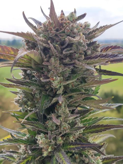 Auto Red Tropicana Cookies. Week 12