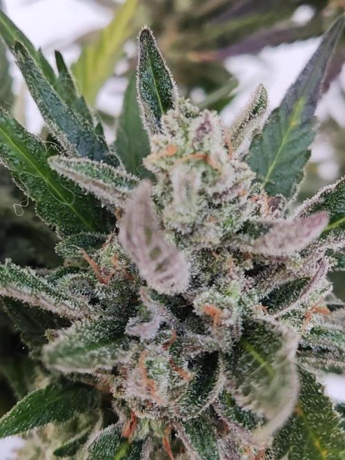 Auto Red Tropicana Cookies. Week 12