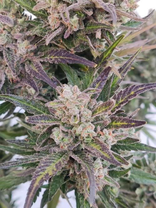 Auto Red Tropicana Cookies. Week 12