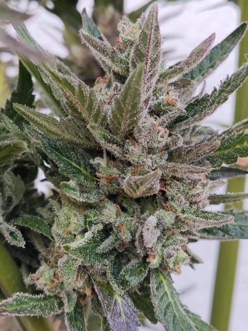 Auto Red Tropicana Cookies. Week 12