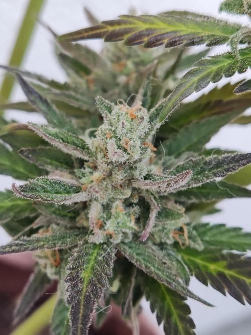 Auto Red Tropicana Cookies. Week 12