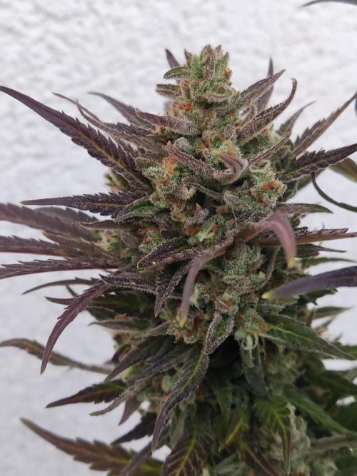 Auto Red Tropicana Cookies. Week 12