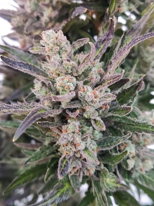 Auto Red Tropicana Cookies. Week 12