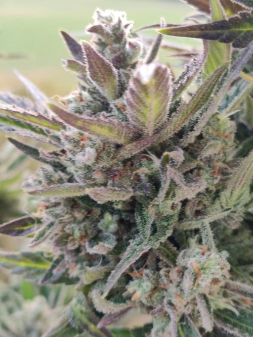Auto Red Tropicana Cookies. Week 12