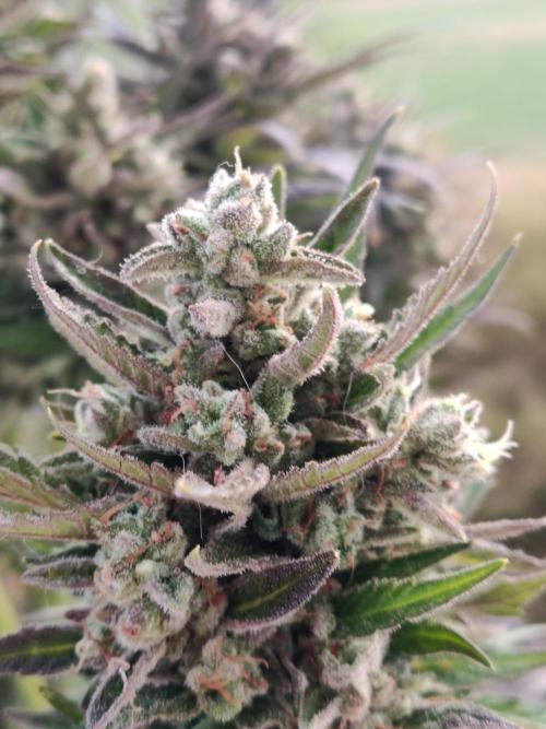 Auto Red Tropicana Cookies. Week 12