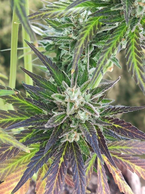 Auto Red Tropicana Cookies. Week 12