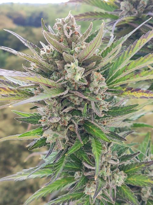 Auto Red Tropicana Cookies. Week 12