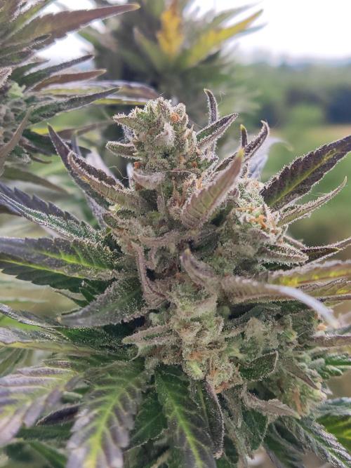 Auto Red Tropicana Cookies. Week 12