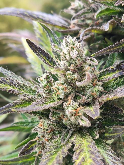Auto Red Tropicana Cookies. Week 12