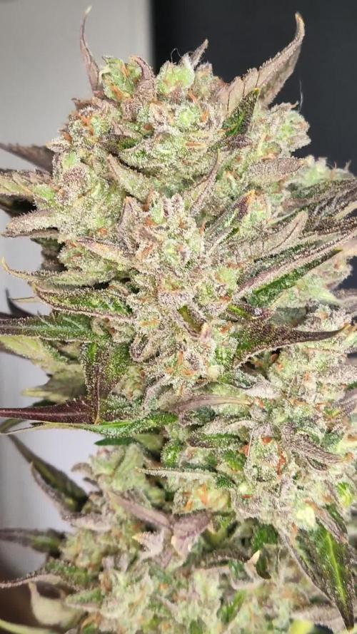 Auto Red Tropicana Cookies