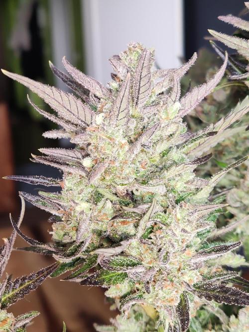 Auto Red Tropicana Cookies. Week 12